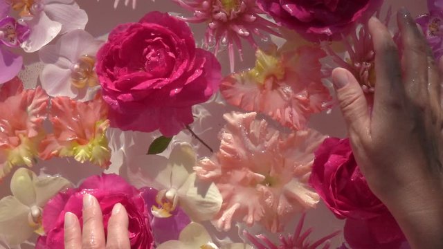 Woman hands gently touching lovely flowers on water surface. Beautiful colorful relax composition. Close up slow motion shot. Top view.