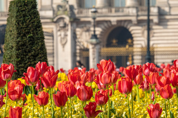 Telephoto shot of flowers in front of Buckingham Palace,