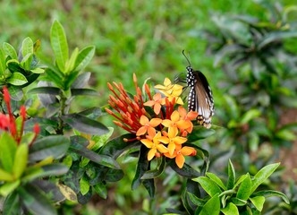 Kerala, papillon noir, fleur Ixora, Inde du Sud, série