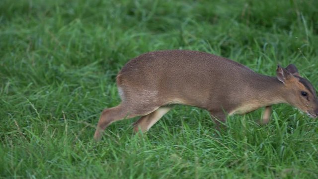 Reeves's muntjac, Muntiacus reevesi nibbles grass on the field. Summer outdoor pasture.