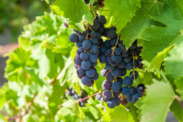 juicy ripe grapes in the mountains of Crimea. Crimea in September. Time for grapes. Plantation...