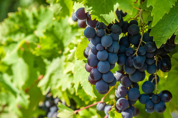 juicy ripe grapes in the mountains of Crimea. Crimea in September. Time for grapes. Plantation winemakers.