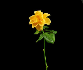 bud of a blooming yellow rose with green leaves