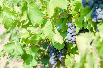 juicy ripe grapes in the mountains of Crimea. Crimea in September. Time for grapes. Plantation winemakers.