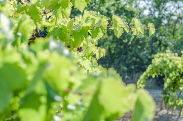 juicy ripe grapes in the mountains of Crimea. Crimea in September. Time for grapes. Plantation winemakers.