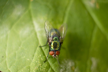 Bluebottle on leaf
