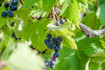 juicy ripe grapes in the mountains of Crimea. Crimea in September. Time for grapes. Plantation...