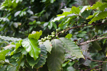 Coffea arabica bush with ripening arabica coffee beans originally from Ethiopia