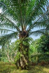 Healthy looking oil palm tree.