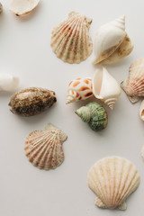 Pile of beautiful sea shells on white background