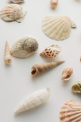 Pile of beautiful sea shells on white background
