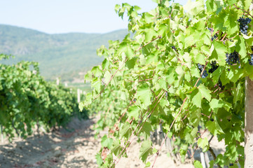 Fototapeta na wymiar juicy ripe grapes in the mountains of Crimea. Crimea in September. Time for grapes. Plantation winemakers.
