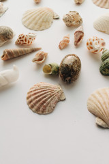 Pile of beautiful sea shells on white background