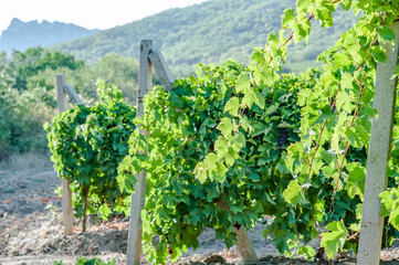Fototapeta na wymiar juicy ripe grapes in the mountains of Crimea. Crimea in September. Time for grapes. Plantation winemakers.