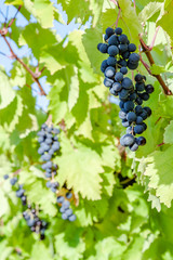 juicy ripe grapes in the mountains of Crimea. Crimea in September. Time for grapes. Plantation winemakers.