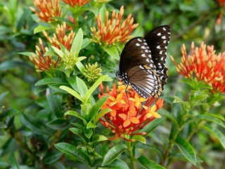 Kerala, papillon noir, fleur Ixora, Inde du Sud, série