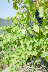 juicy ripe grapes in the mountains of Crimea. Crimea in September. Time for grapes. Plantation winemakers.