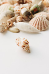 Beautiful sea shell on white background