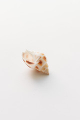 Beautiful sea shell on white background