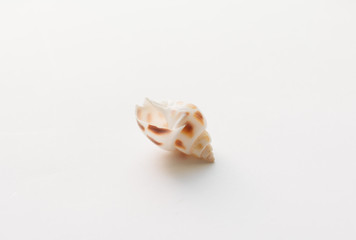 Beautiful sea shell on white background