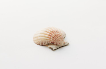 Beautiful sea shell on white background