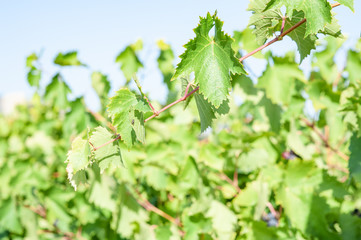juicy ripe grapes in the mountains of Crimea. Crimea in September. Time for grapes. Plantation winemakers.