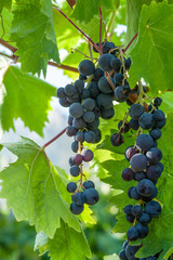 juicy ripe grapes in the mountains of Crimea. Crimea in September. Time for grapes. Plantation winemakers.