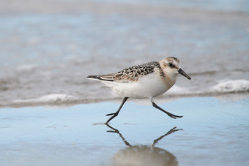 Sanderling (Calidris alba) foraging along shoreline, Crescent Beach, Nova Scotia, Canada
