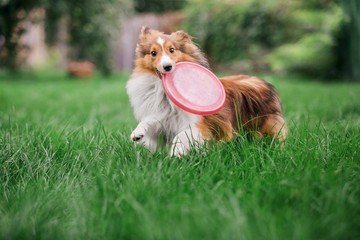 Shetland Sheepdog catches a disk. Sport with a dog. Dog jump. Active dog