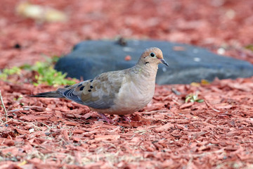 Mourning Dove (Zenaida macroura) perched on a wire, Cherry Hill Beach, Nova Scotia, Canada