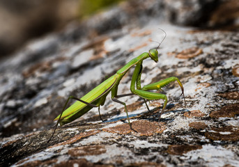 Green Praying Mantis Hunting For Insects