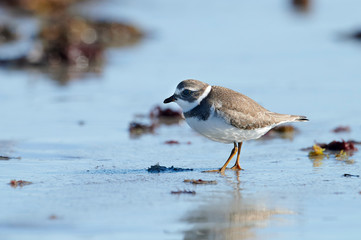 Semipalmated Plover (Charadrius semipalmatus) foraging on beach, Cherry Hill Beach, Nova Scotia, Canada
