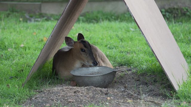 Reeves's muntjac, Muntiacus reevesi lying in enclosure. Summer outdoor pasture.
