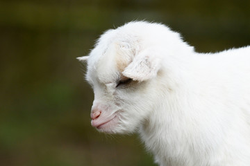 Fototapeta premium head from cute, small, white goat kid