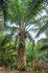 Oil palm tree with healthy frond.