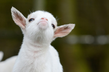 head from cute, small, white goat kid - 293134208