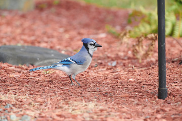 Blue Jay (Cyanocitta cristata) foraging on ground, Cherry Hill Beach, Nova Scotia, Canada