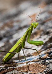 Green Praying Mantis Hunting For Insects