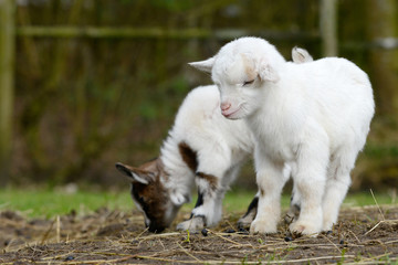 cute, small, white goat kids standing on pasture