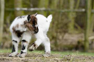 Naklejka na ściany i meble cute, small, white goat kid standing on pasture