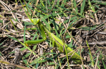 Green Praying Mantis Hunting For Insects