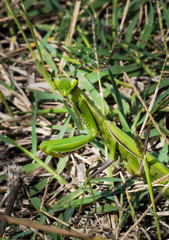 Green Praying Mantis Hunting For Insects