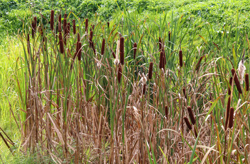 The reeds on the lake.  Seeds of reeds.