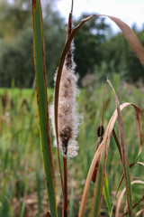 The reeds on the lake.  Seeds of reeds.