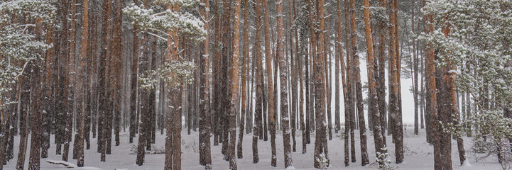 pine tree trunks covered with snow in the forest.