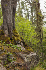 Fototapeta premium Beautiful view of Siberian nature. Very beautiful and fabulous forest