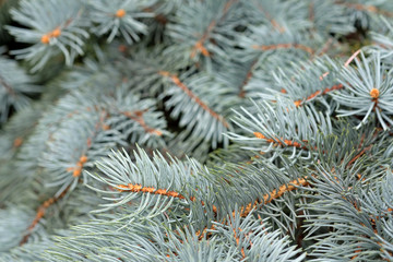 Naklejka na ściany i meble The branches of the blue spruce close-up. Blurred focus. Blue spruce or prickly spruce (Picea pungens) - representative of the genus Spruce from the Pine family.