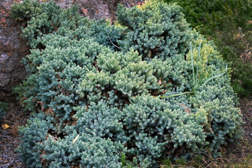 Juniperus squamata is a species of juniper native to the Himalayas. Blue Carpet Branches of...