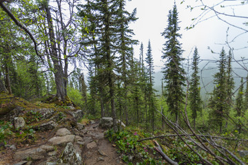 Beautiful view of Siberian nature. Very beautiful and fabulous forest