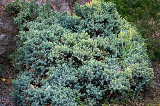 Juniperus squamata is a species of juniper native to the Himalayas. Blue Carpet Branches of Himalayan juniper with bluish green needles. Evergreens for landscape design.